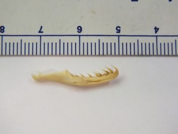 Media type: image;   Herpetology R-6675